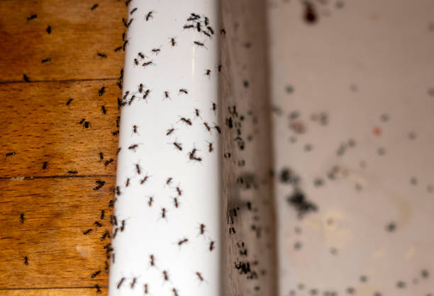 Best Ant Control Services  in Sand Ridge, NY