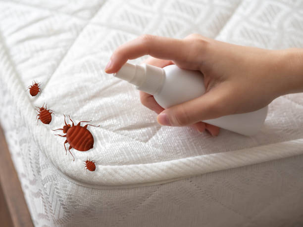 Best Insect Control  in Sand Ridge, NY
