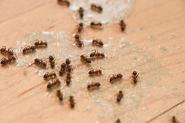 Best Wildlife Control Services  in Sand Ridge, NY