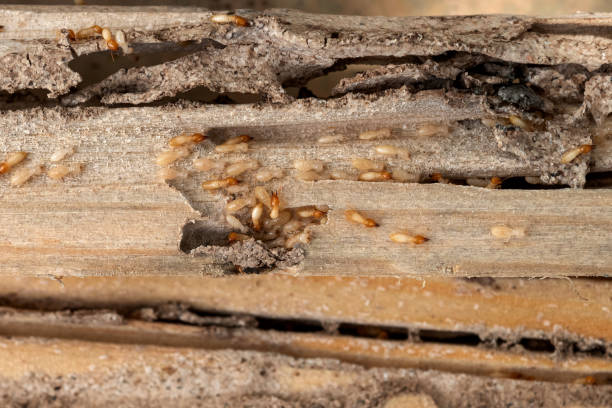 Best Cockroach Control Services  in Sand Ridge, NY